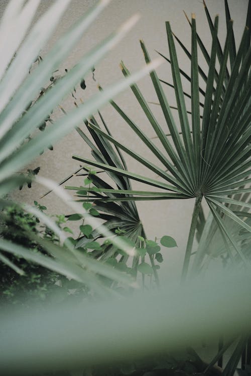 Immagine gratuita di avvicinamento, foglie di palma, fotografia di piante