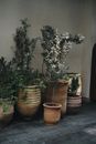 Green Plant on Brown Clay Pot