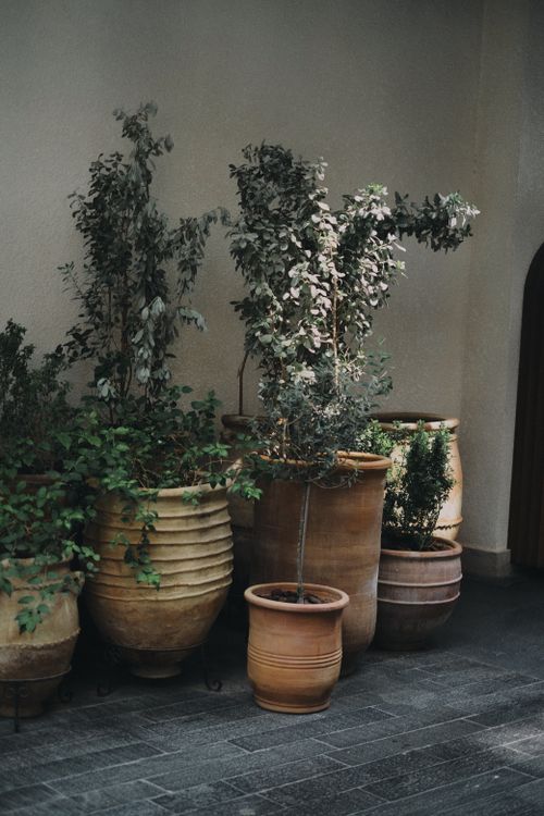 Free Beautifully arranged potted plants indoors, capturing earthy tones and natural tranquility in Dubai. Stock Photo