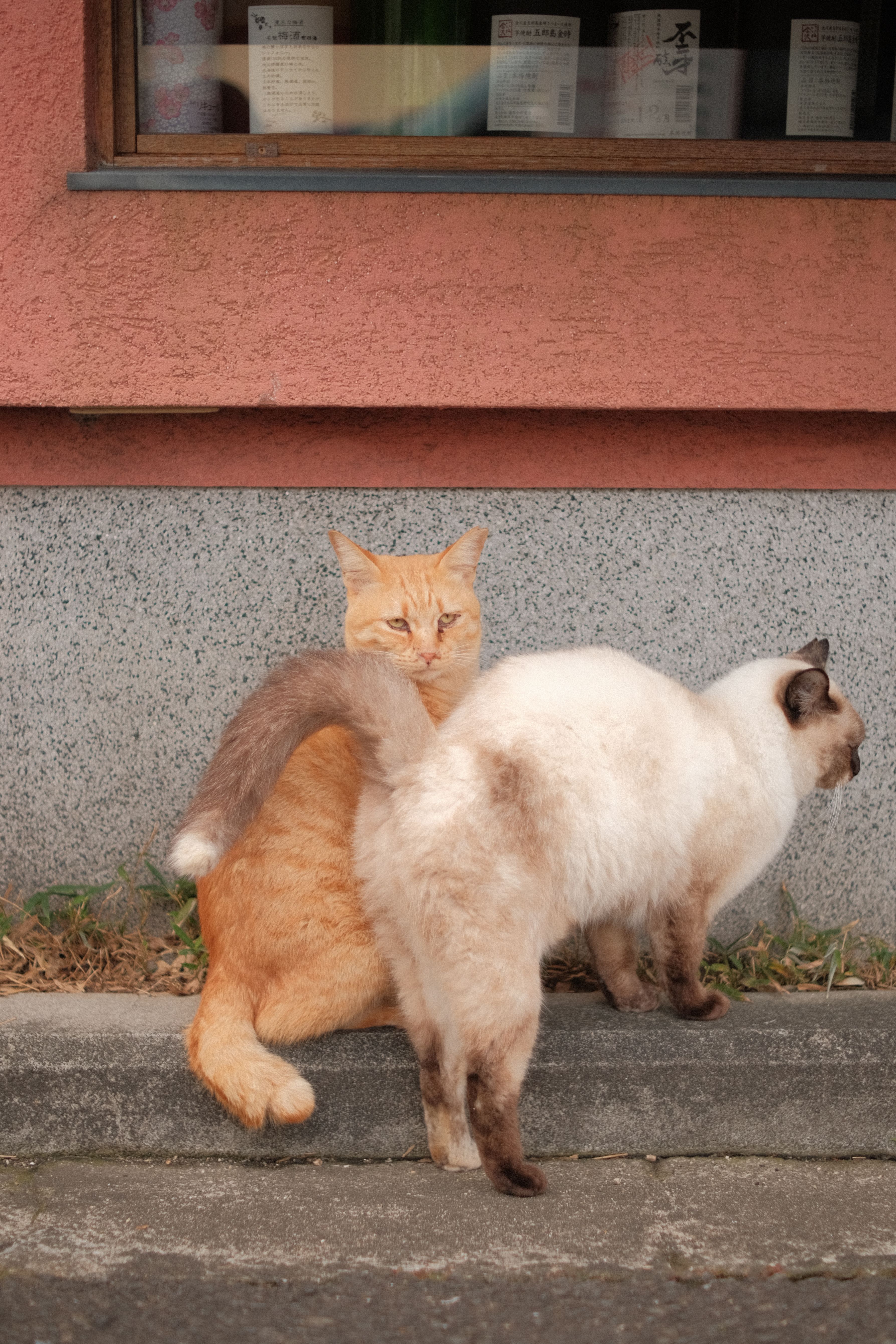 Siamese and tabby cats sitting together outdoors against a rustic wall.