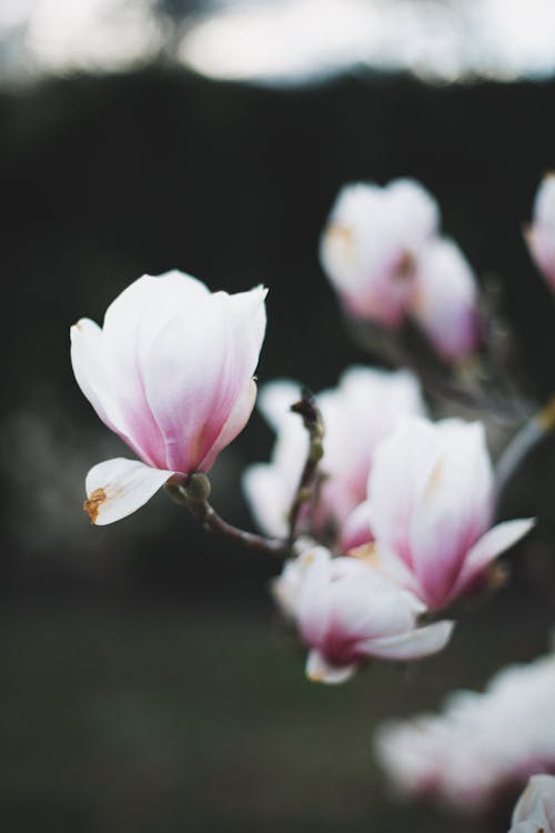 Close-Up Photograph of Magnolia Flowers