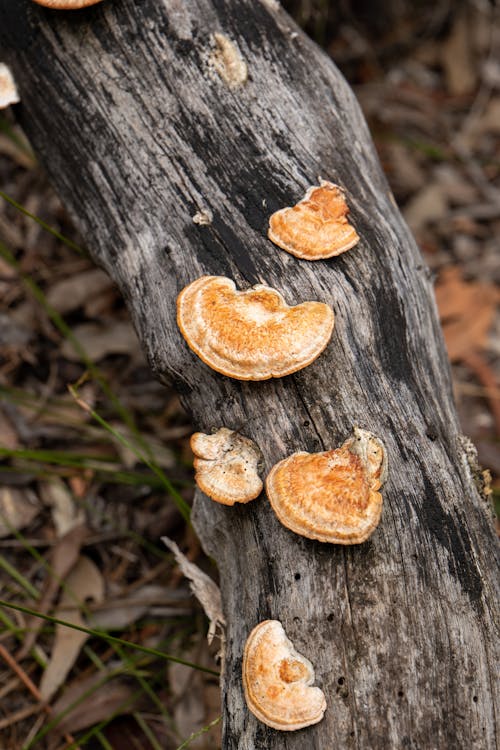 Photo of Mushrooms on a Wooden Surface