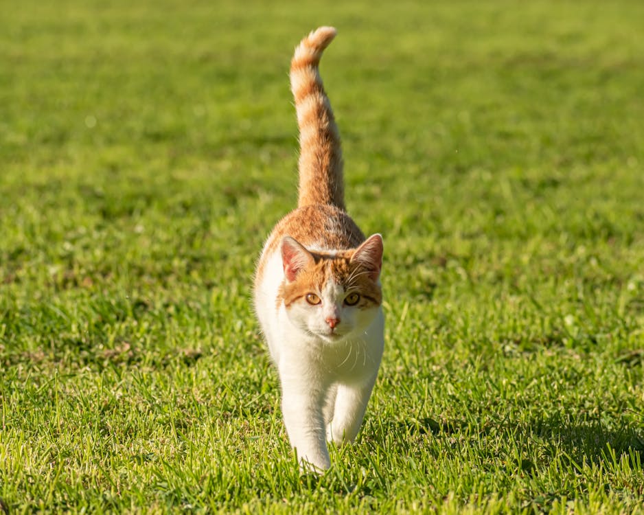 Free A Domestic Cat on Green Grass Stock Photo
