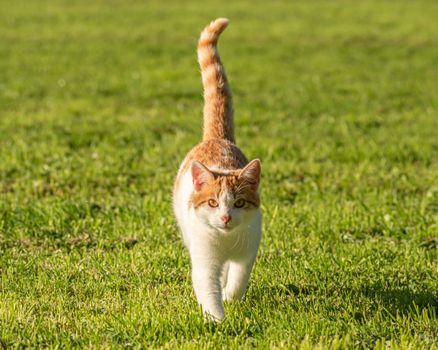 A cute orange and white cat walking gracefully on a vibrant green lawn.