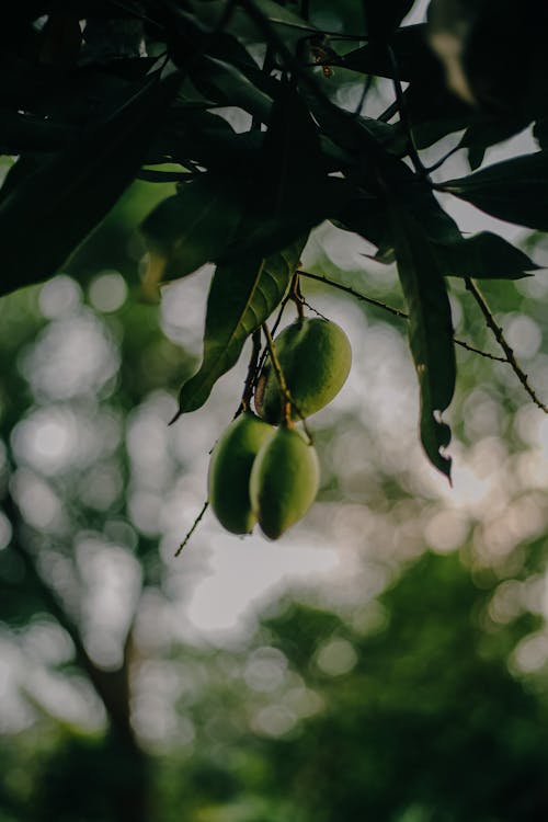 Foto profissional grátis de alimento, árvore, ecológico