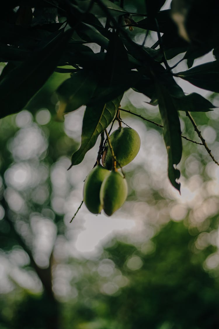 Green Mango Fruit In The Tree