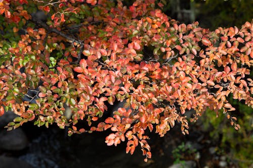 Free hojas de otoño Stock Photo