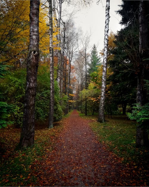 Gratis stockfoto met bomen, Bos, bossen