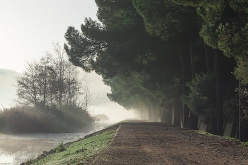 Forest and River with a Country Road on a Misty Day 