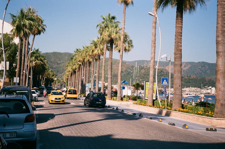 Cars Driving Road With Palm Trees Near Sea