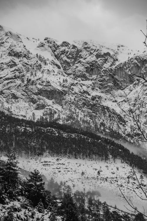 Darmowe zdjęcie z galerii z czarno-biały, drzewa, góra