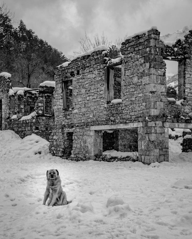 Dog Near An Abandoned Stone House On Snow Covered Ground