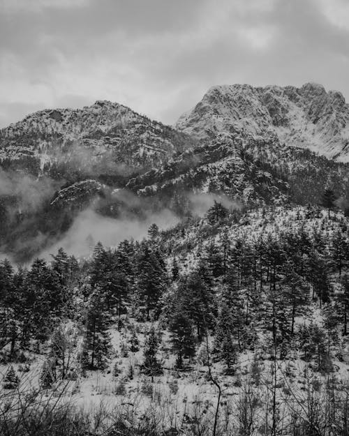 Grayscale Photo of Trees and a Mountain