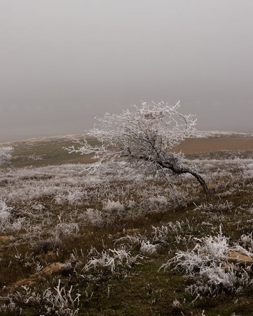 Frosty Grass and Trees