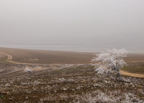 Kostnadsfri bild av fält, frost, havsstrand