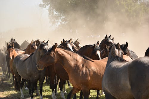 Základová fotografie zdarma na téma domácí zvířata, farmářská zvířata, fotografování zvířat