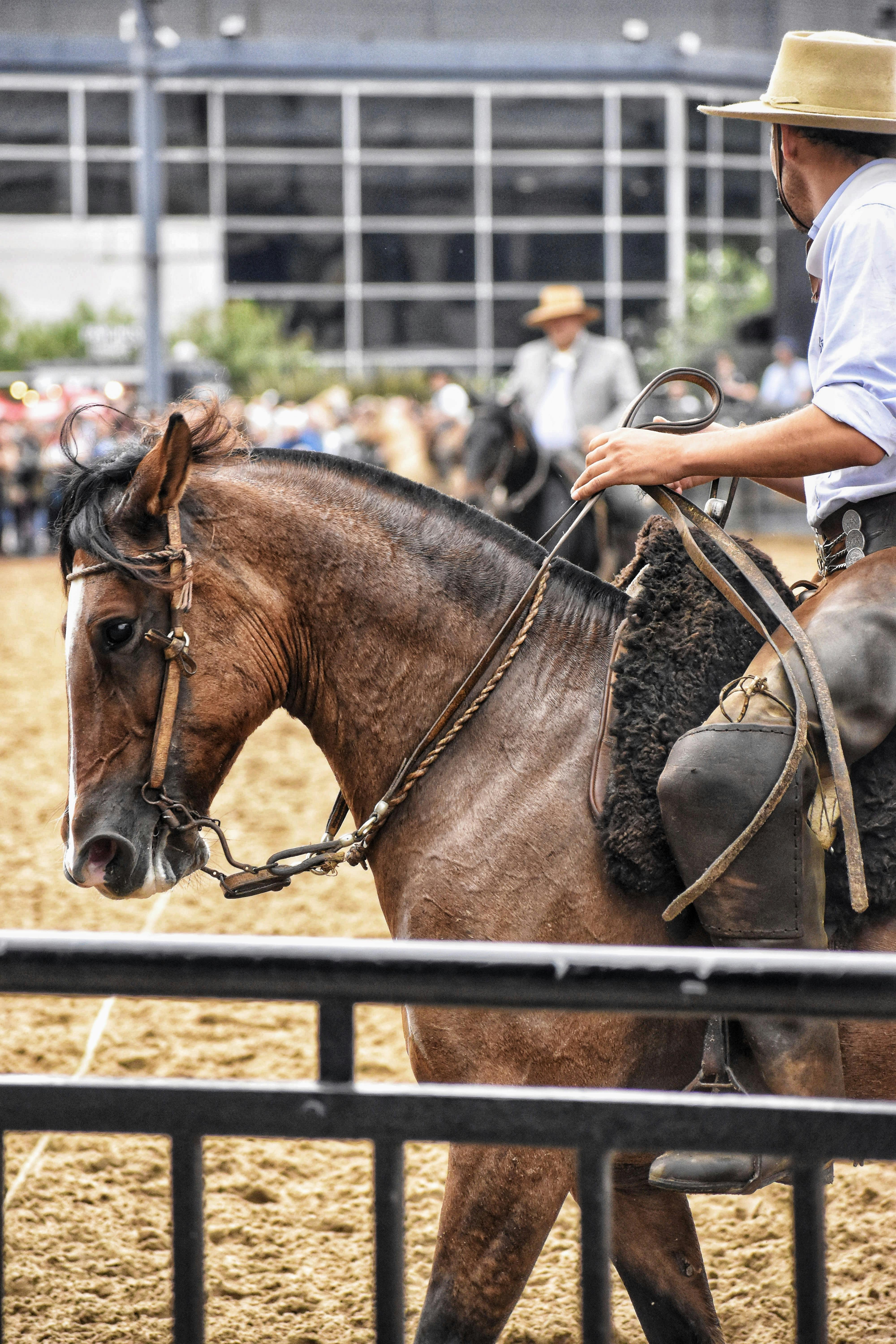 Festivalul Ecvestru Seini și Târgul de Animale 2025 – Tradiție și Pasiune în Comunitatea Locală