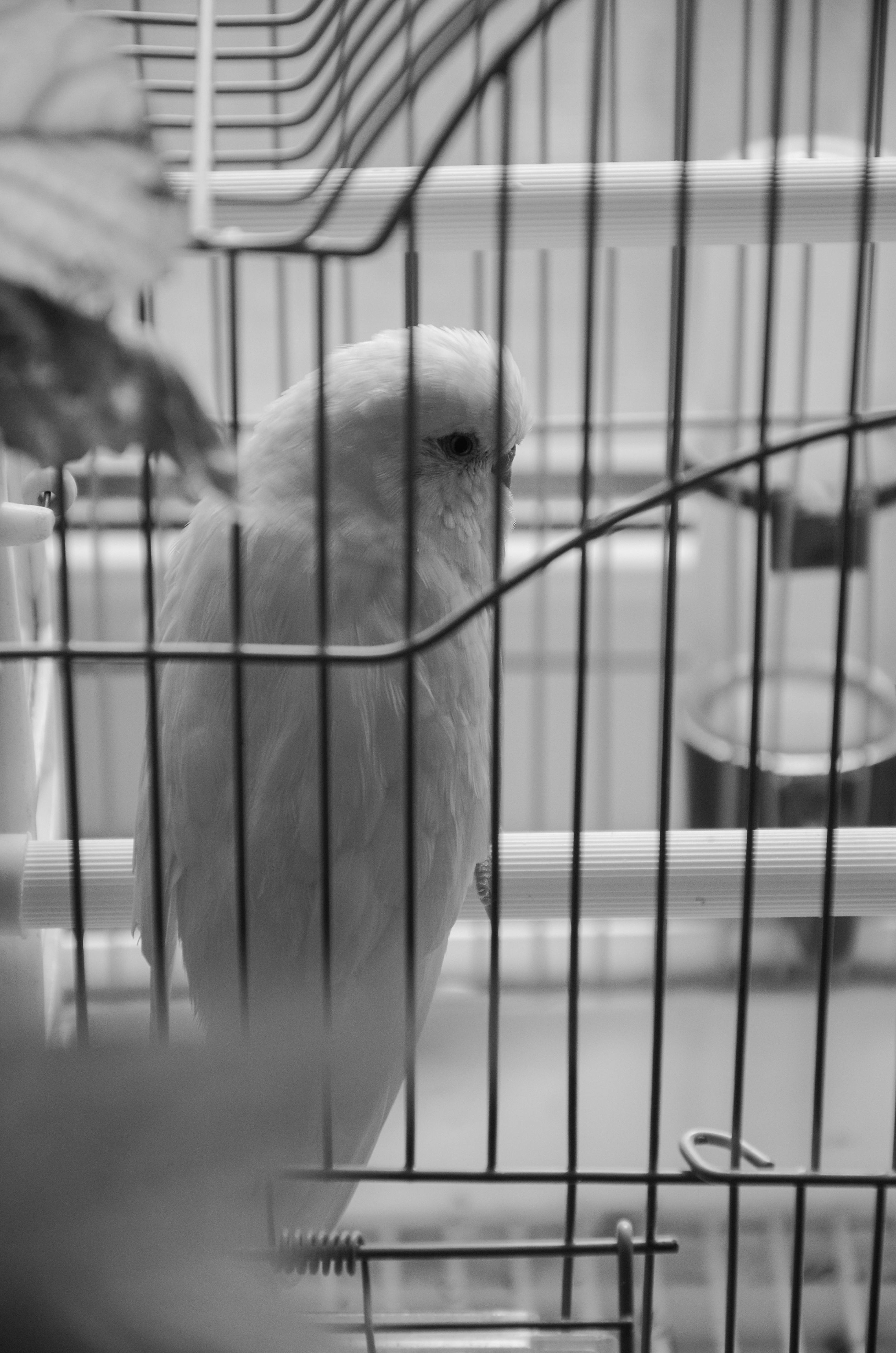 Parakeet Cage Photos, Download The BEST Free Parakeet Cage Stock Photos