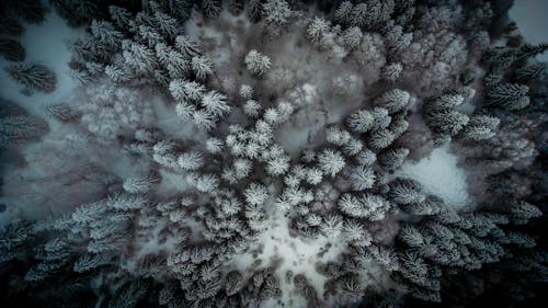 Aerial Photography of Snow Covered Trees in the Woods