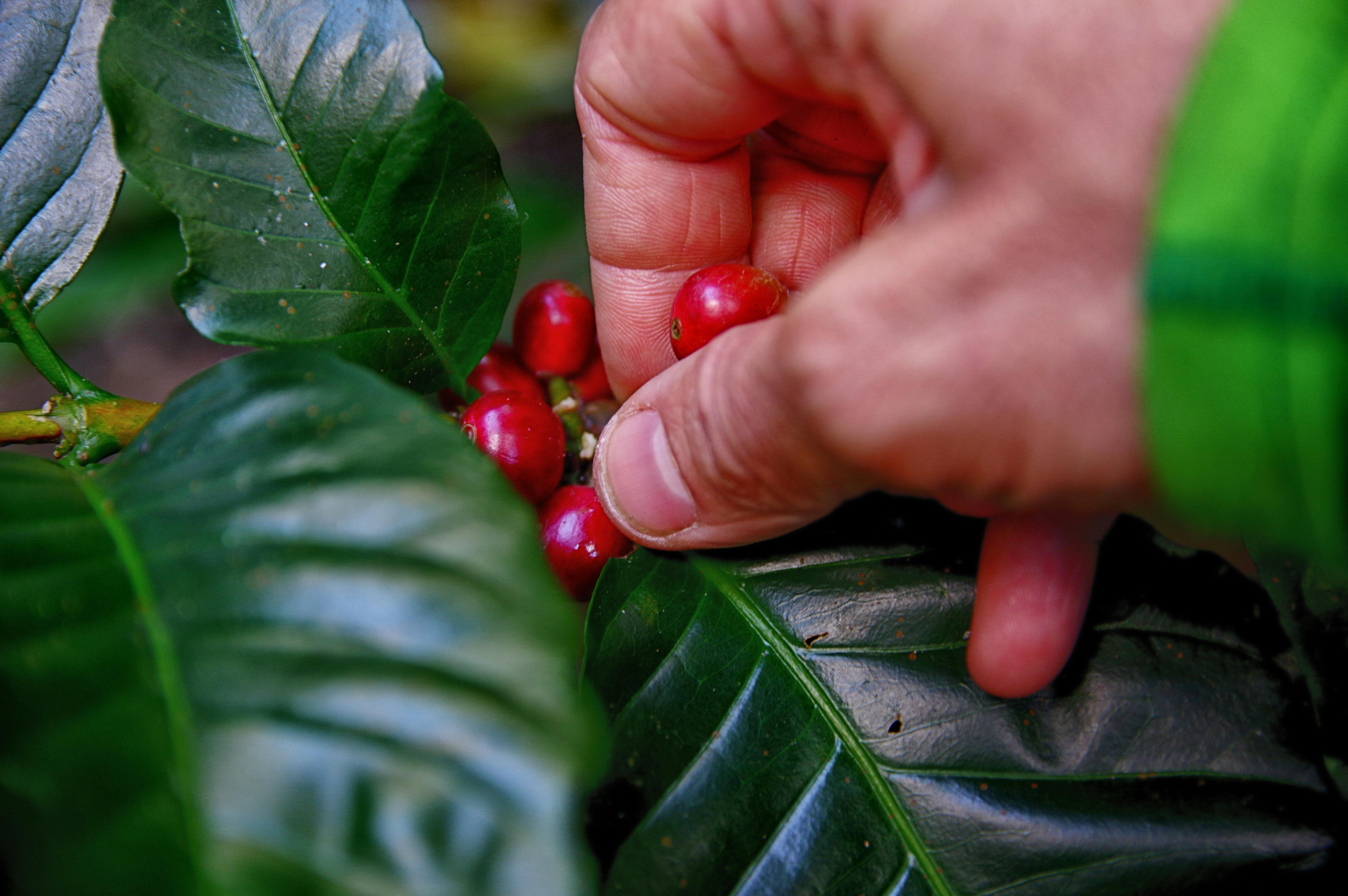 cerca de granos de café para hacer una bebida real 9443161 Foto de