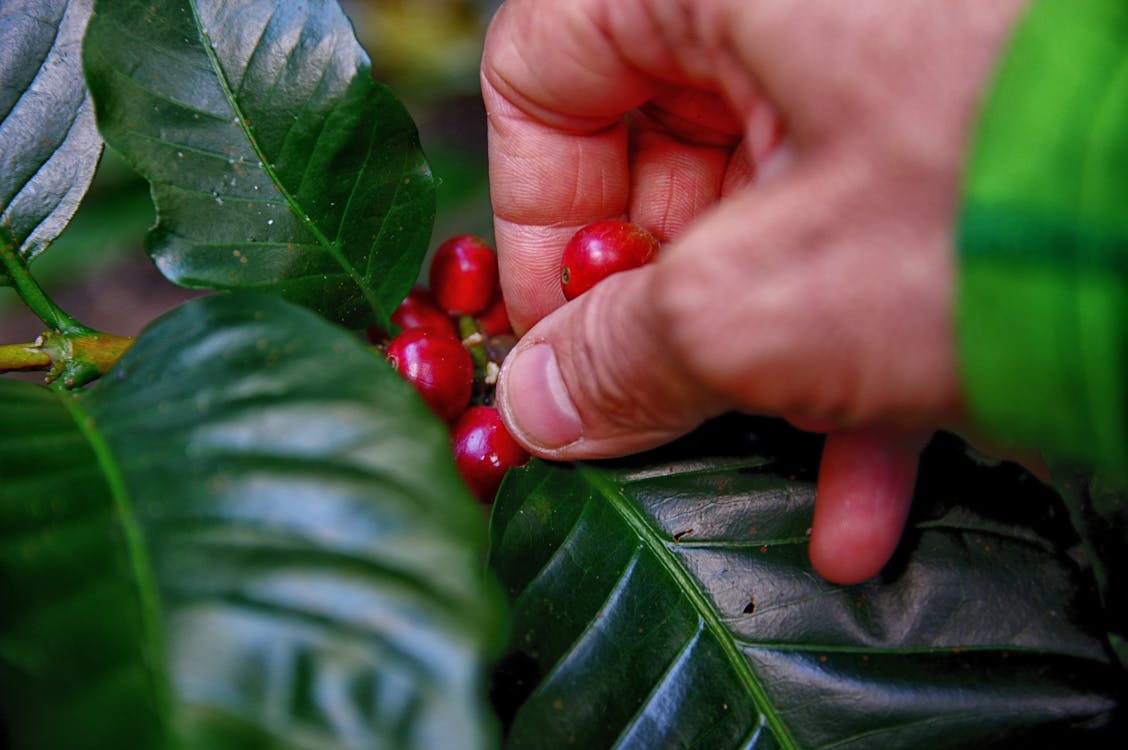 Free Person Picking coffee beans Stock Photo