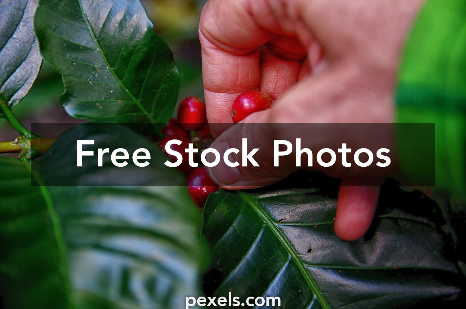 1000+ Great Coffee Fruit Photos Pexels · Free Stock Photos