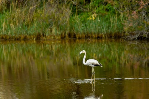 Photo of a Greater Flamingo on Water