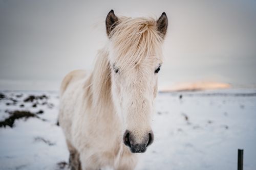 Free Captivating image of a white horse in a snowy field, conveying serenity and nature's beauty. Stock Photo