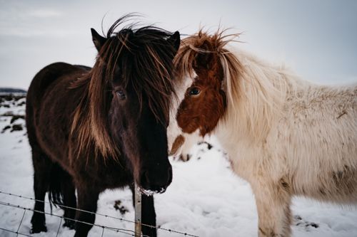 Free Charming shot of two horses bonding in a snowy landscape, showcasing winter's serene beauty. Stock Photo