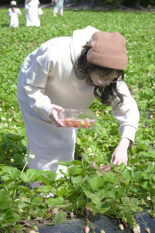 Photo of a Woman Picking Strawberries