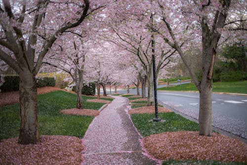 Blooming Cherry Blossom Trees Along a Pathway