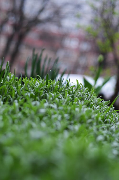 Fotos de stock gratuitas de césped verde, de cerca, plantas verdes