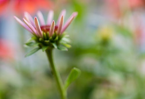 Foto profissional grátis de flores, jardim, plantas