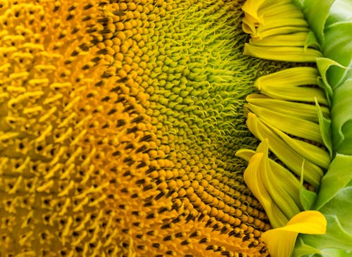 Foto profissional grátis de amarelo, girassol, verão