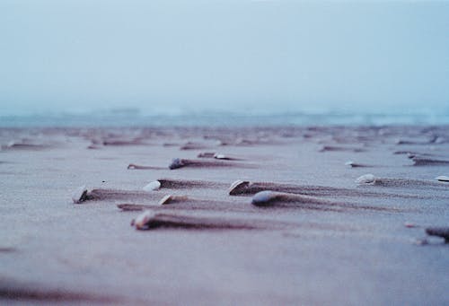 Close-Up Photo of Shells on the Sand