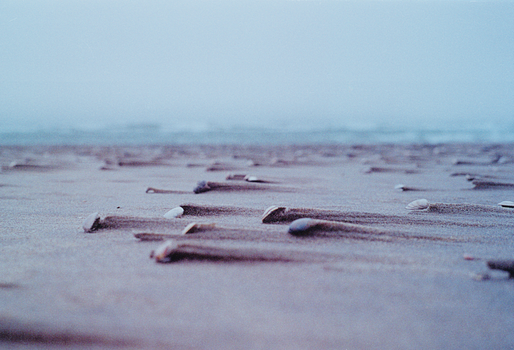 Close-up of seashells scattered on a misty beach, showcasing nature's serenity and the texture of sand.