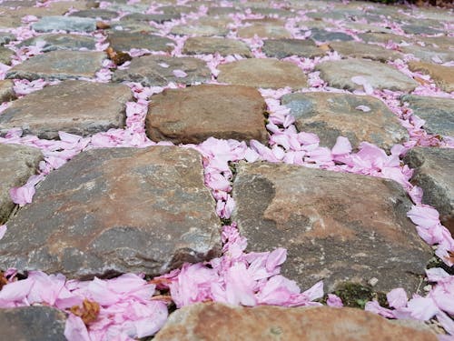 Gratis arkivbilde med blomster, blomsterblad, brolegge