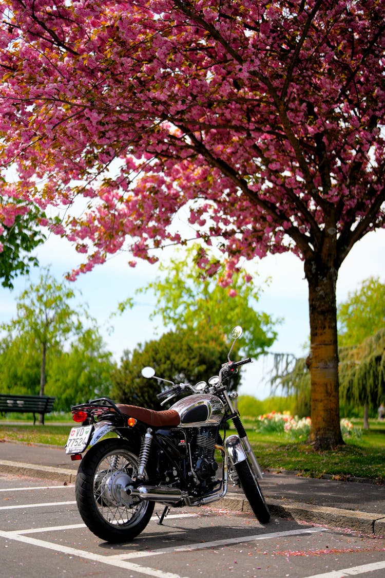 Black Motorcycle Parked Under The Pink Tree