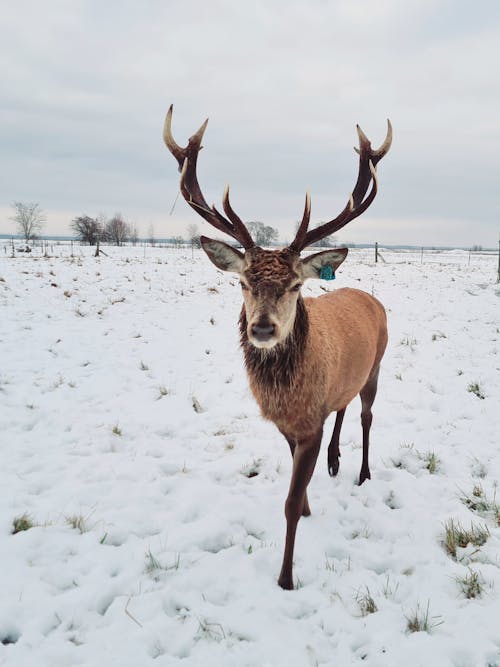 A Brown Reindeer on White Snow