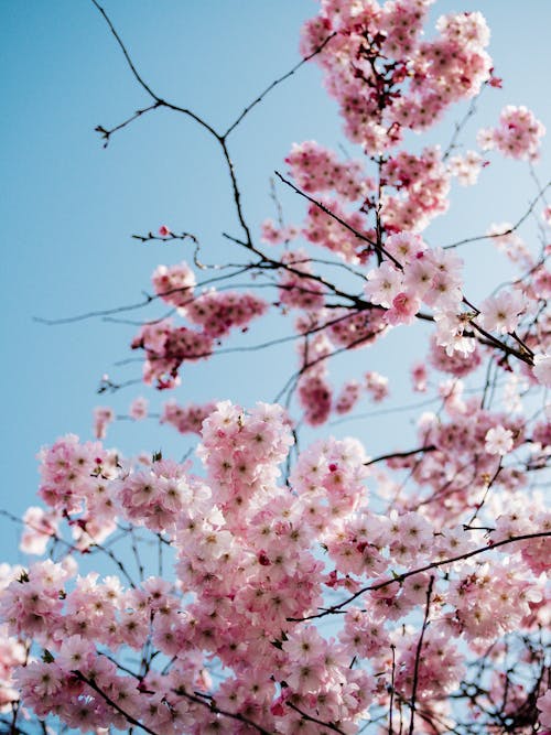 Δωρεάν στοκ φωτογραφιών με sakura, άνθος κερασιάς, γαλάζιος ουρανός