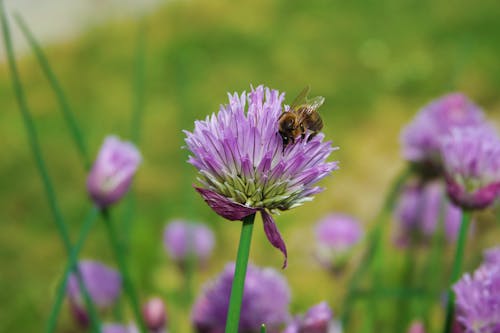 Free Bee Perched on Purple Flower Stock Photo