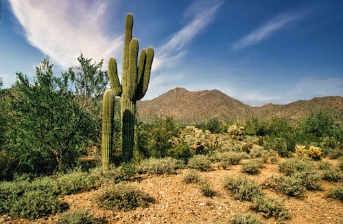 Cactus in a Desert 