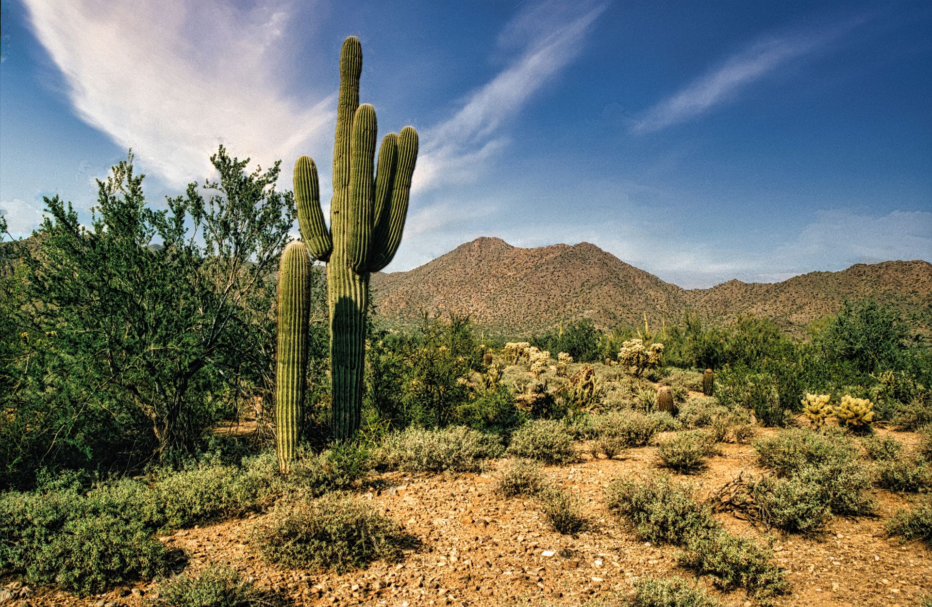 Arizona Sonoran Desert landscape with saguaro cactus
