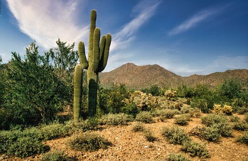 Free Scenic view of Arizona's desert landscape with cactus and hills under a clear sky. Stock Photo