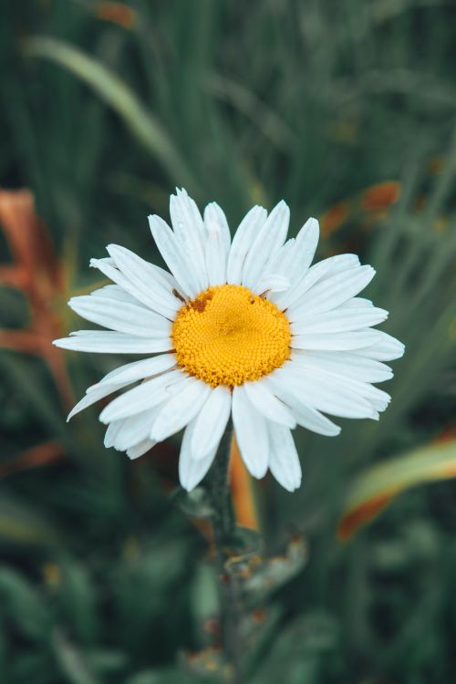 Free Vibrant daisy flower with white petals and yellow center in Dalat, Vietnam. Ideal for nature-lovers. Stock Photo