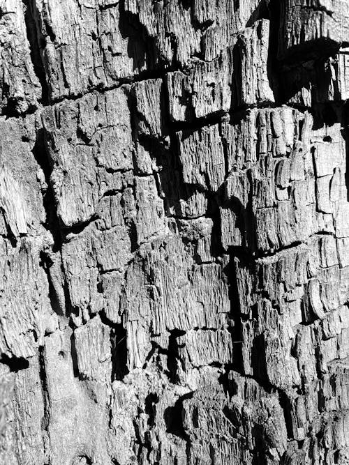 그레이스케일, 나무 껍질, 나무 줄기의 무료 스톡 사진