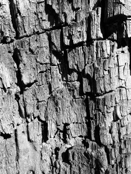 Detailed grayscale close-up of a textured tree bark surface.