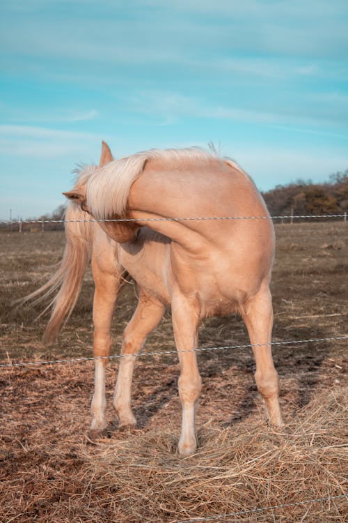 Free Brown Horse on Brown Field Stock Photo