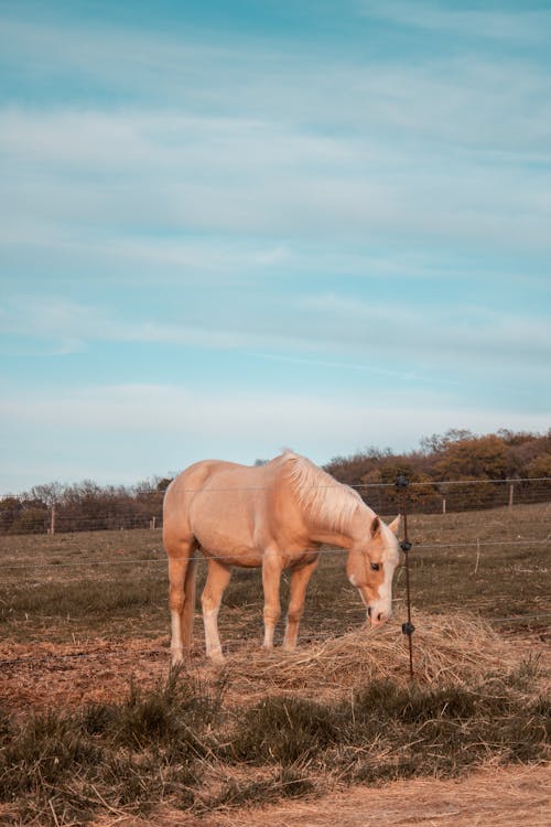 Free A Horse Grazing on the Field Stock Photo