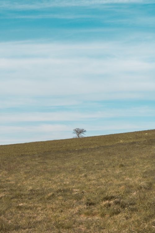 Free A single tree stands alone on a vast grassy field under a bright blue sky, conveying solitude and serenity. Stock Photo